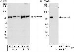 CPSF73 Antibody in Western Blot (WB)