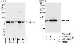 CSTF77 Antibody in Western Blot (WB)