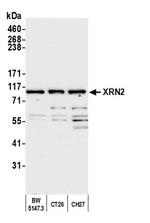 XRN2 Antibody in Western Blot (WB)