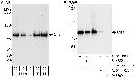 Cul3 Antibody in Western Blot (WB)