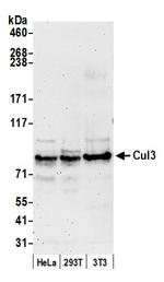 Cul3 Antibody in Western Blot (WB)