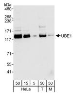 UBE1 Antibody in Western Blot (WB)