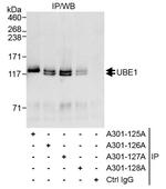 UBE1 Antibody in Immunoprecipitation (IP)