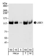 UBE1 Antibody in Western Blot (WB)