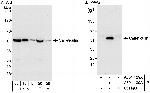 Calreticulin Antibody in Western Blot (WB)