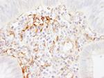 Filamin A Antibody in Immunohistochemistry (Paraffin) (IHC (P))