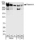 Filamin A Antibody in Western Blot (WB)