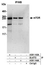 mTOR Antibody in Immunoprecipitation (IP)