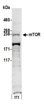 mTOR Antibody in Western Blot (WB)