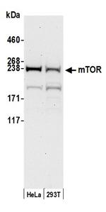 mTOR Antibody in Western Blot (WB)