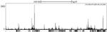 NCoR Antibody in ChIP-Sequencing (ChIP-seq)