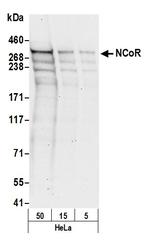 NCoR Antibody in Western Blot (WB)