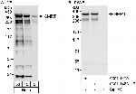 SMRT Antibody in Western Blot (WB)