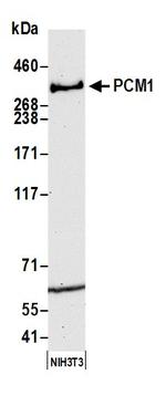 PCM1 Antibody in Western Blot (WB)