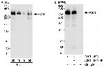 PCM1 Antibody in Western Blot (WB)