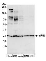 eIF4E Antibody in Western Blot (WB)