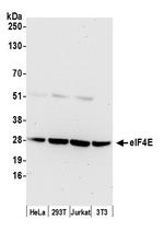 eIF4E Antibody in Western Blot (WB)