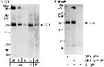 IRS1 Antibody in Western Blot (WB)