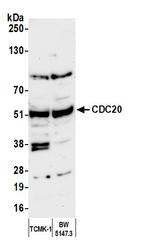 CDC20 Antibody in Western Blot (WB)