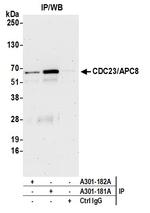 CDC23/APC8 Antibody in Immunoprecipitation (IP)