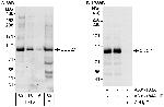 CDC27 Antibody in Western Blot (WB)