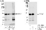 CDC27 Antibody in Western Blot (WB)