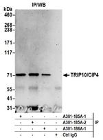 TRIP10/CIP4 Antibody in Immunoprecipitation (IP)