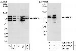 TRIP10/CIP4 Antibody in Western Blot (WB)