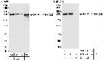 TRIP11/TRIP230 Antibody in Western Blot (WB)