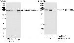 TRIP11/TRIP230 Antibody in Western Blot (WB)