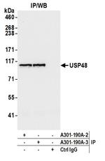 USP48 Antibody in Immunoprecipitation (IP)