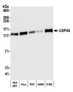 USP48 Antibody in Western Blot (WB)