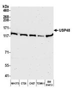 USP48 Antibody in Western Blot (WB)