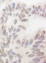 RBM12 Antibody in Immunohistochemistry (Paraffin) (IHC (P))