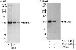 RBM12 Antibody in Western Blot (WB)