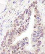 RBM12 Antibody in Immunohistochemistry (Paraffin) (IHC (P))