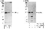 RBM12 Antibody in Western Blot (WB)