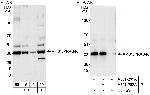 AktS1/PRAS40 Antibody in Western Blot (WB)