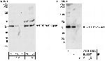 RbBP4 Antibody in Western Blot (WB)