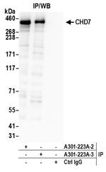 CHD7 Antibody in Immunoprecipitation (IP)