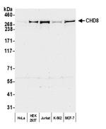 CHD8 Antibody in Western Blot (WB)