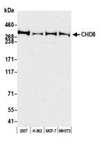 CHD8 Antibody in Western Blot (WB)