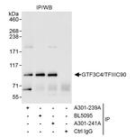 GTF3C4/TFIIIC90 Antibody in Immunoprecipitation (IP)