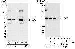 PAK2 Antibody in Western Blot (WB)