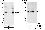 PAK2 Antibody in Western Blot (WB)