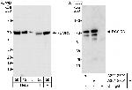 RCOR3 Antibody in Western Blot (WB)