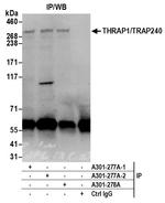 THRAP1/TRAP240 Antibody in Immunoprecipitation (IP)