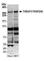 THRAP1/TRAP240 Antibody in Western Blot (WB)