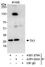 TK1 Antibody in Immunoprecipitation (IP)