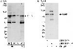 SSH3 Antibody in Western Blot (WB)